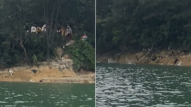 誇張！抓大量野貓「水庫放生」害牠們溺死