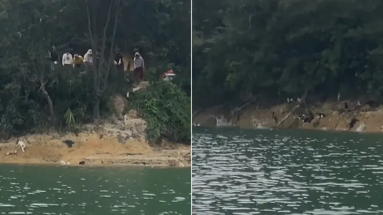 許多貓咪一被放生就摔入水庫裡。翻攝自微博