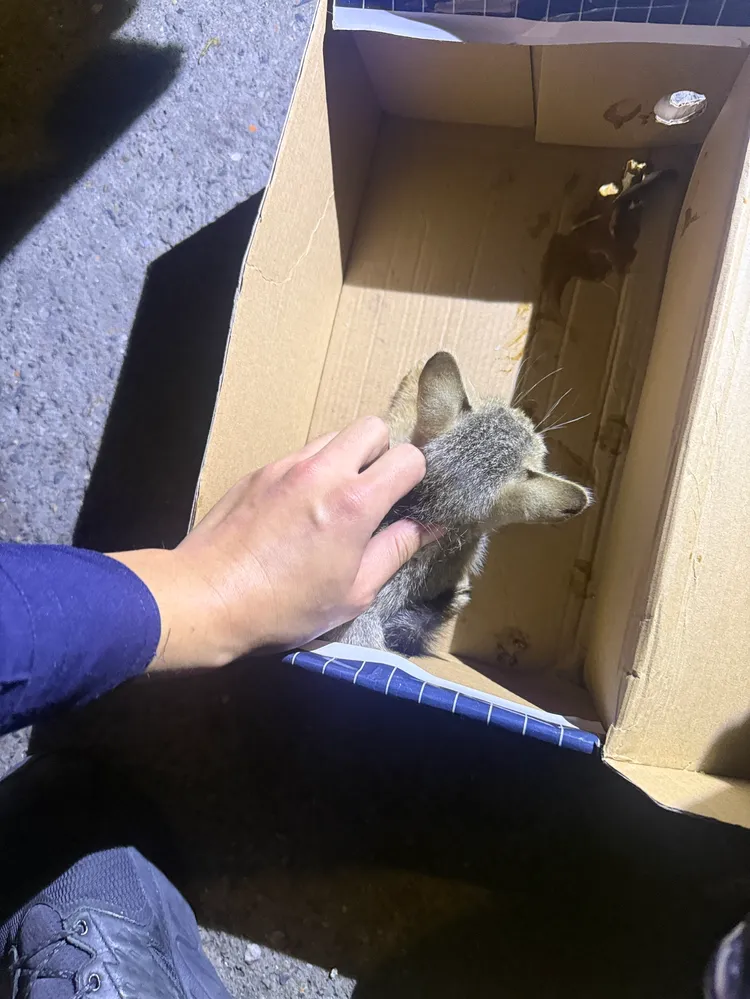 幼貓躲汽車引擎室，警民協力救出幼貓那刻，嗷嗷的貓叫聲都讓在場眾人心融化了。翻攝畫面