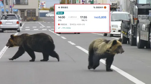 北海道机票惊见5字头价格！他问「熊害还能去吗」？内行人解答