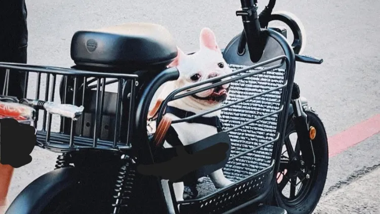 消费者投诉，花60000元买入宠物电动车，上路却吞罚单。翻摄自业者脸书