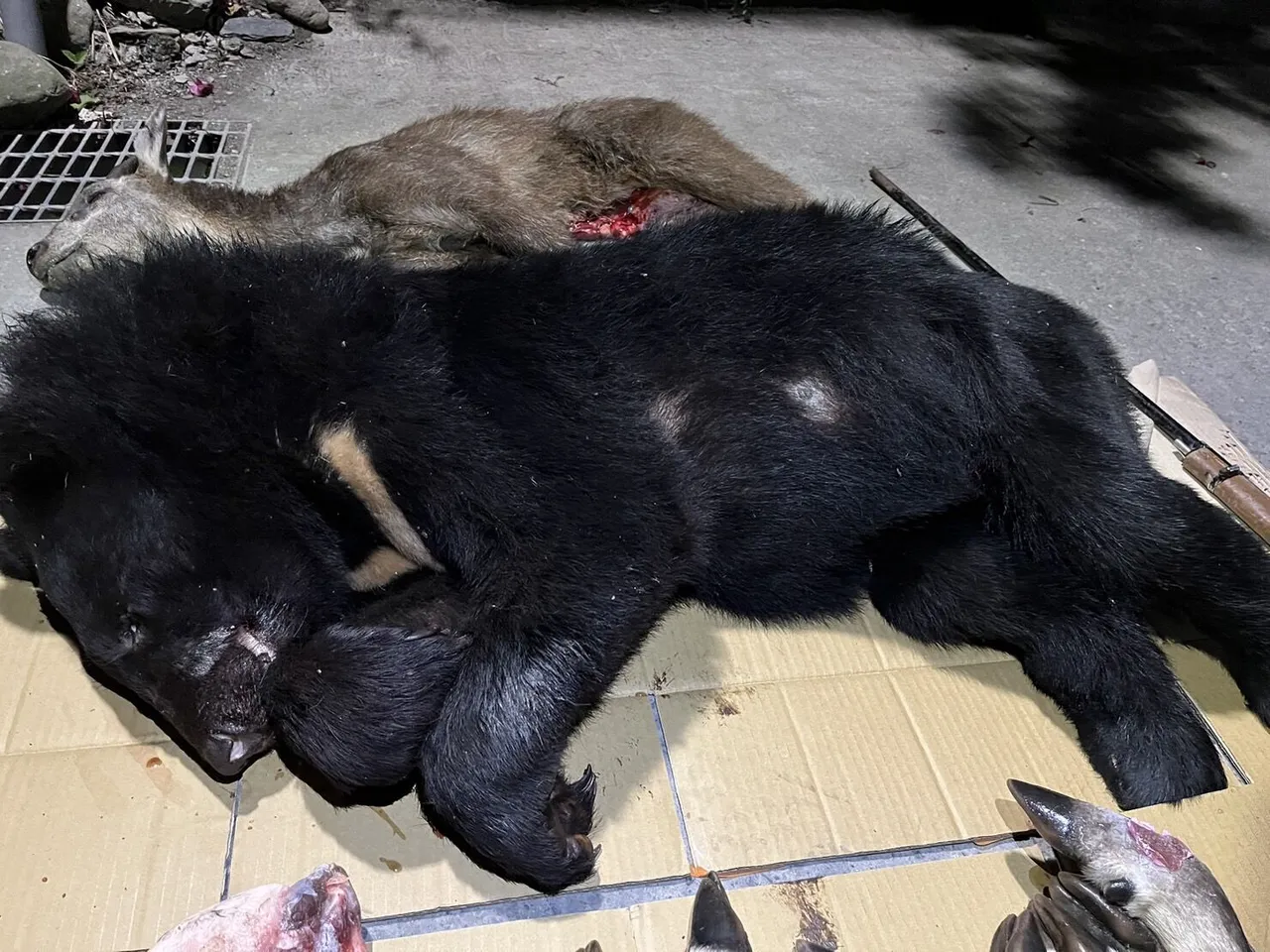 屏东雾台猎黑熊9人遭起诉！1人拘役8人无罪　原因出炉