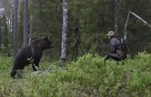 赴日注意！各地熊袭频传「遇到怎么办」？保命要点一次看