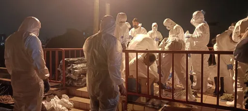 台中非洲猪瘟暂锁在单一场　疑未落实蒸煮厨余惹祸