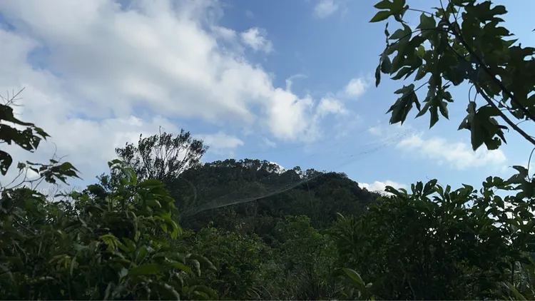 不法分子疑似为了抓捕赛鸽在山区架设鸟网。翻摄照片