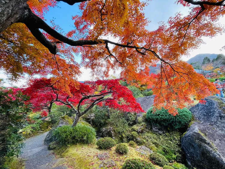 網友貼出箱根美術館的絕景紅葉。X