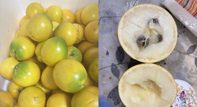 為招待美僑胞去龜吼漁港　買4顆「黃金果」近千元！幹哥：坑殺觀光客