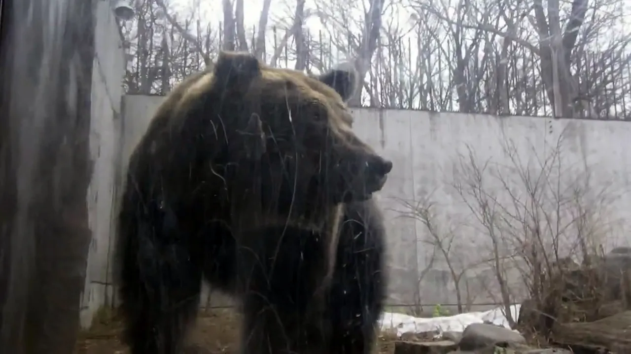 円山动物园「熊出没」今紧急闭园　网笑：去应征还是走亲戚