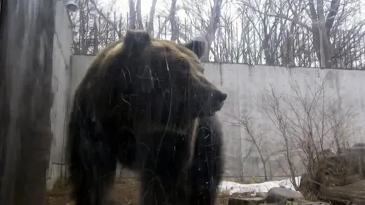 円山动物园「熊出没」今紧急闭园　网笑：去应征还是走亲戚