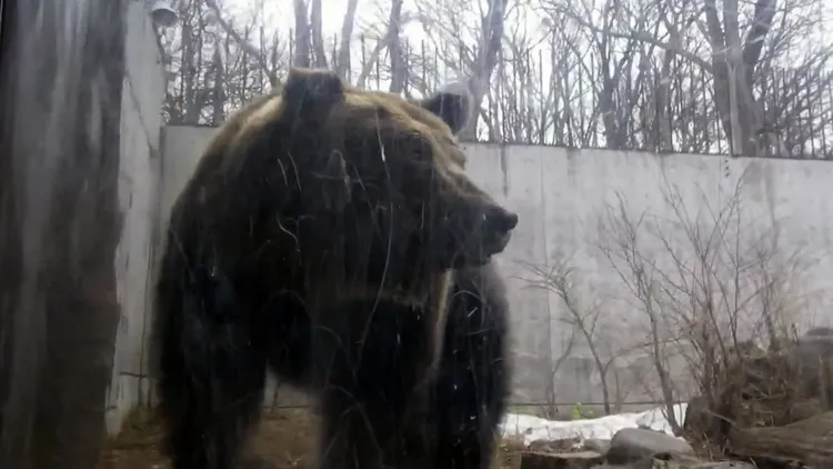 图为円山动物园饲养的棕熊。翻摄自円山动物园X
