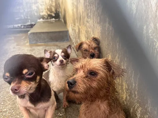 犬舍違法割聲帶掀公憤　動防所長遭拔官調職