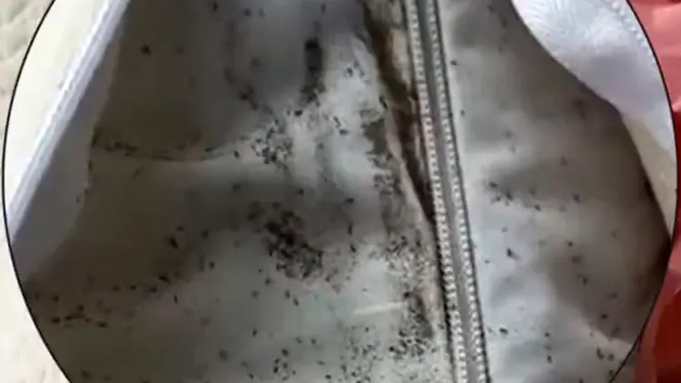 林女购买的枕头里出现许多小虫。翻摄自《黑猫投诉》