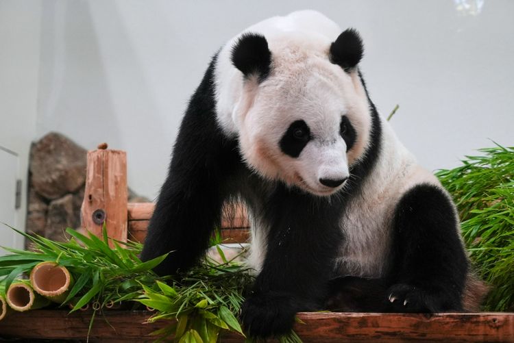 大貓熊要回中國！日本明年二月後恐看不到　60億商機危險了