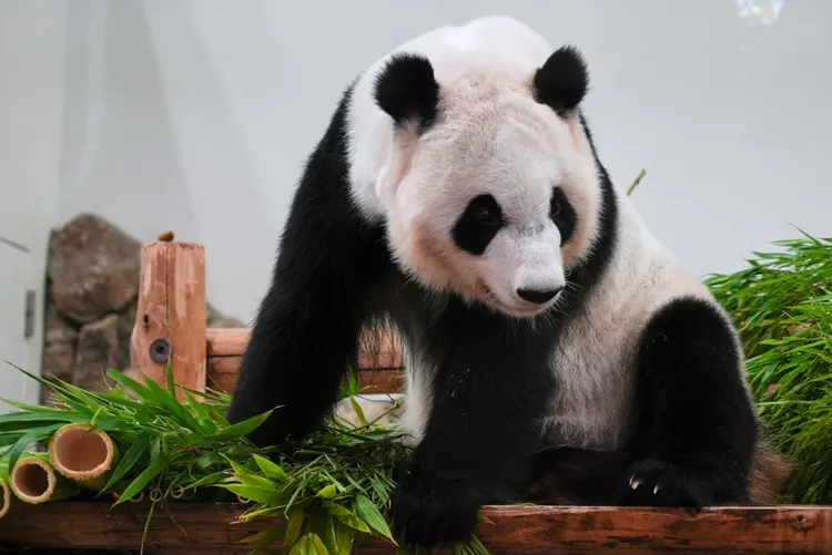 大猫熊示意图。美联社