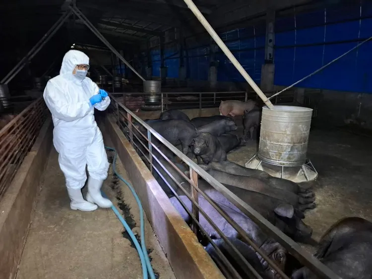 梧栖养猪场被查出将问题厨余分给另家养猪场，市府将追究2家猪场的责任。资料照片