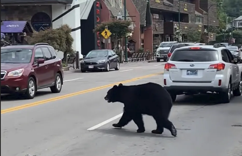日本熊在马路上大摇大摆行走。翻摄自X