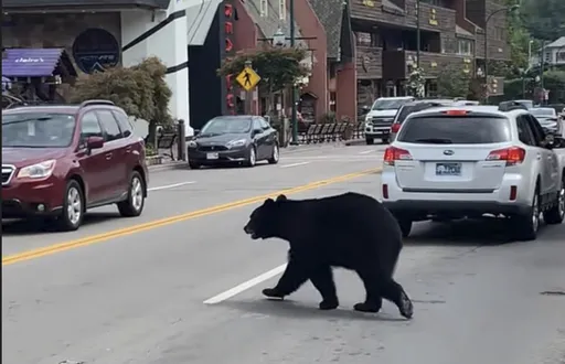 日本地鐵站淪陷！黑熊竄出路人驚逃　近距離直擊影像曝