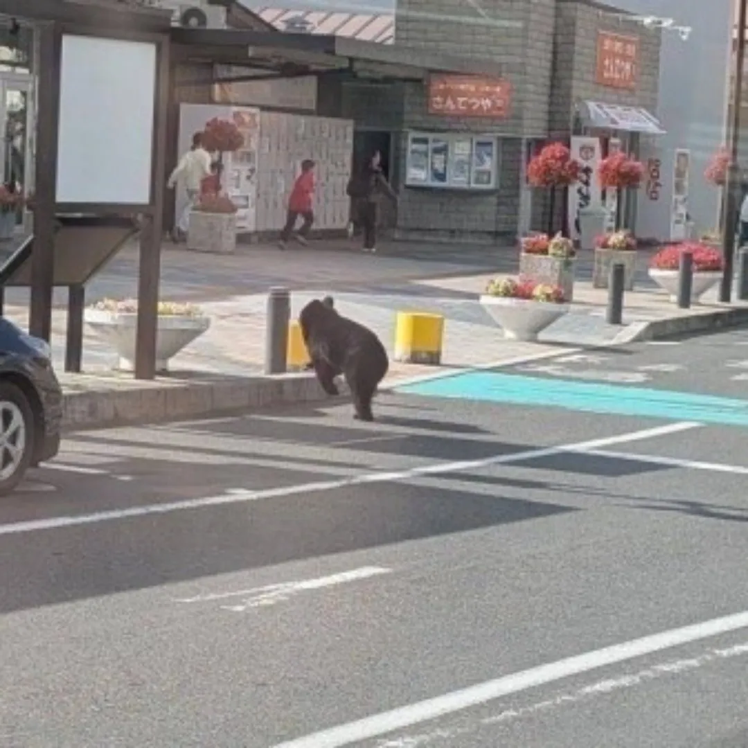 路人看到熊拔腿就跑。翻摄自X