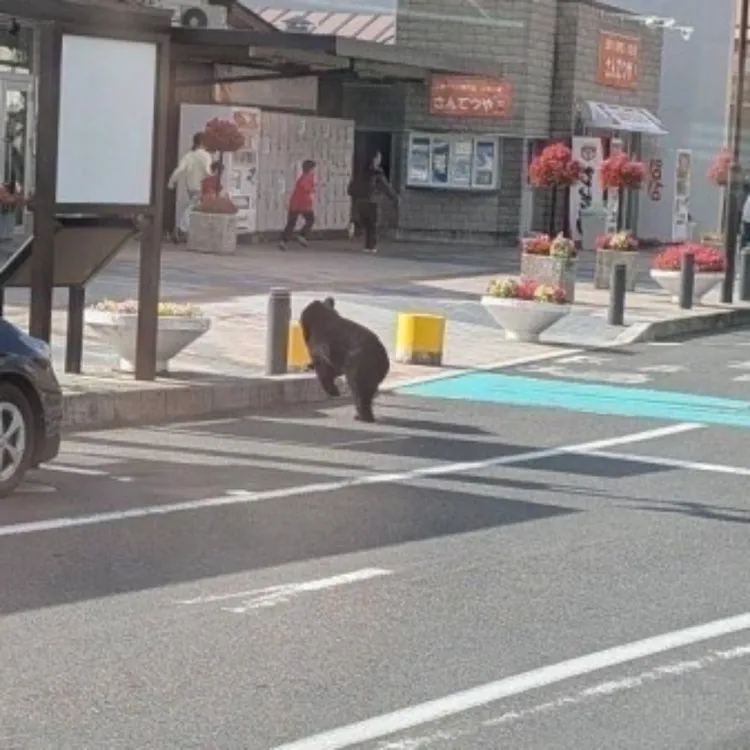 路人看到熊拔腿就跑。翻攝自X