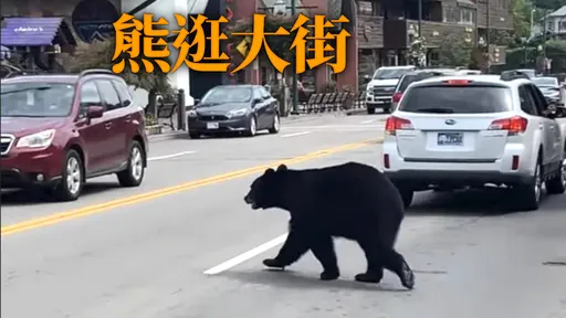 熊袭报导激增！猎人餐厅爆红　民众看新闻后想吃熊