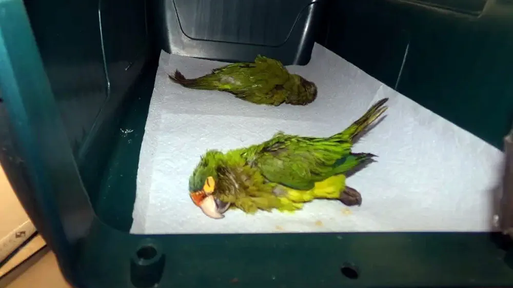 从马丁内斯内裤里发现的两只橙额锥尾鹦鹉。翻摄自《纽约邮报》