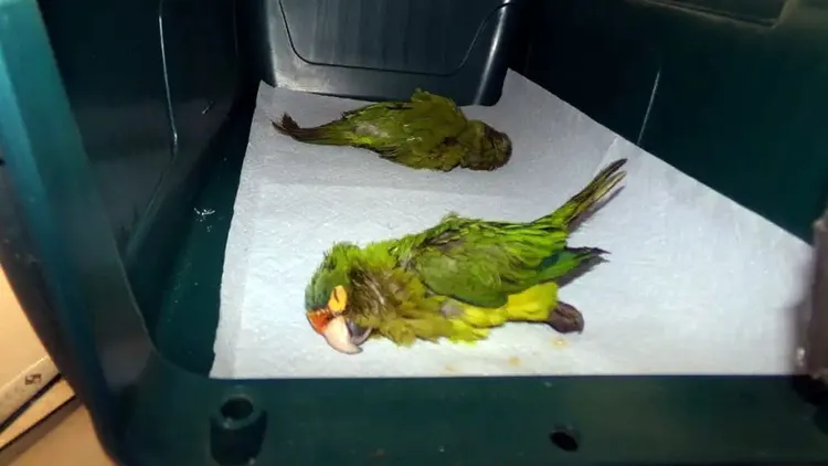 從馬丁內斯內褲裡發現的兩隻橙額錐尾鸚鵡。翻攝自《紐約郵報》