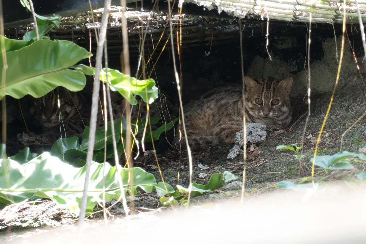 在台中太平误中兽铗受重伤的平平（右）以及牠的邻居阿给（左）。台北市立动物园提供
