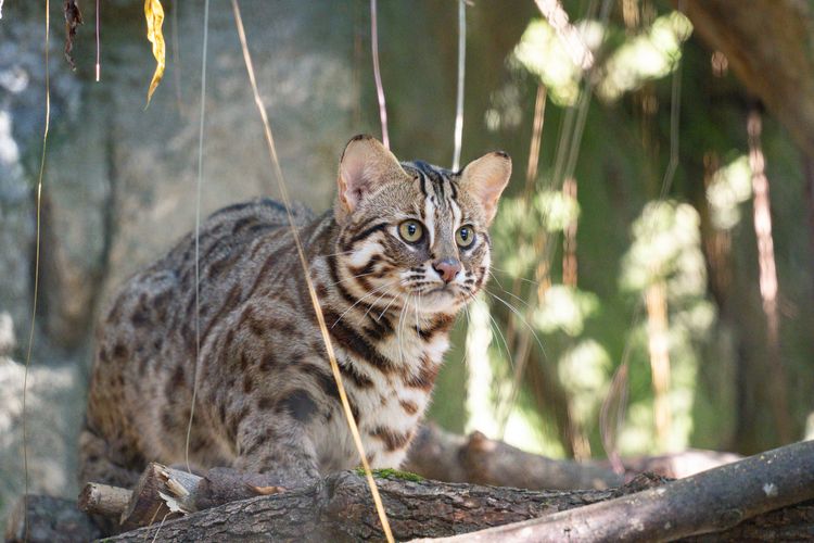 北市動物園收容3石虎！「捲心餅」野放後遭陷阱奪走前肢