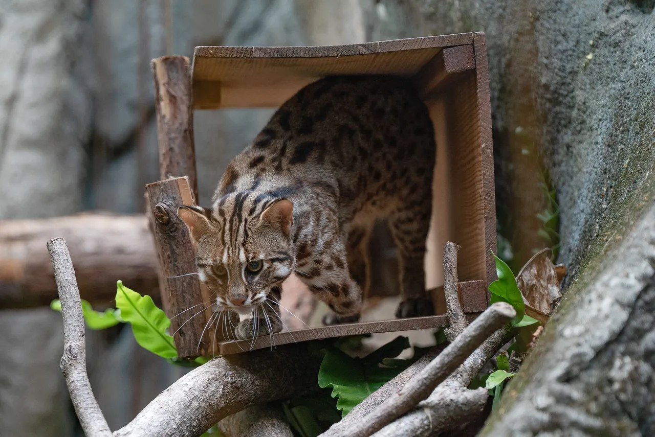 卷心饼警觉心强，常把自己藏得紧紧的，不太愿意面对人群。台北市立动物园提供