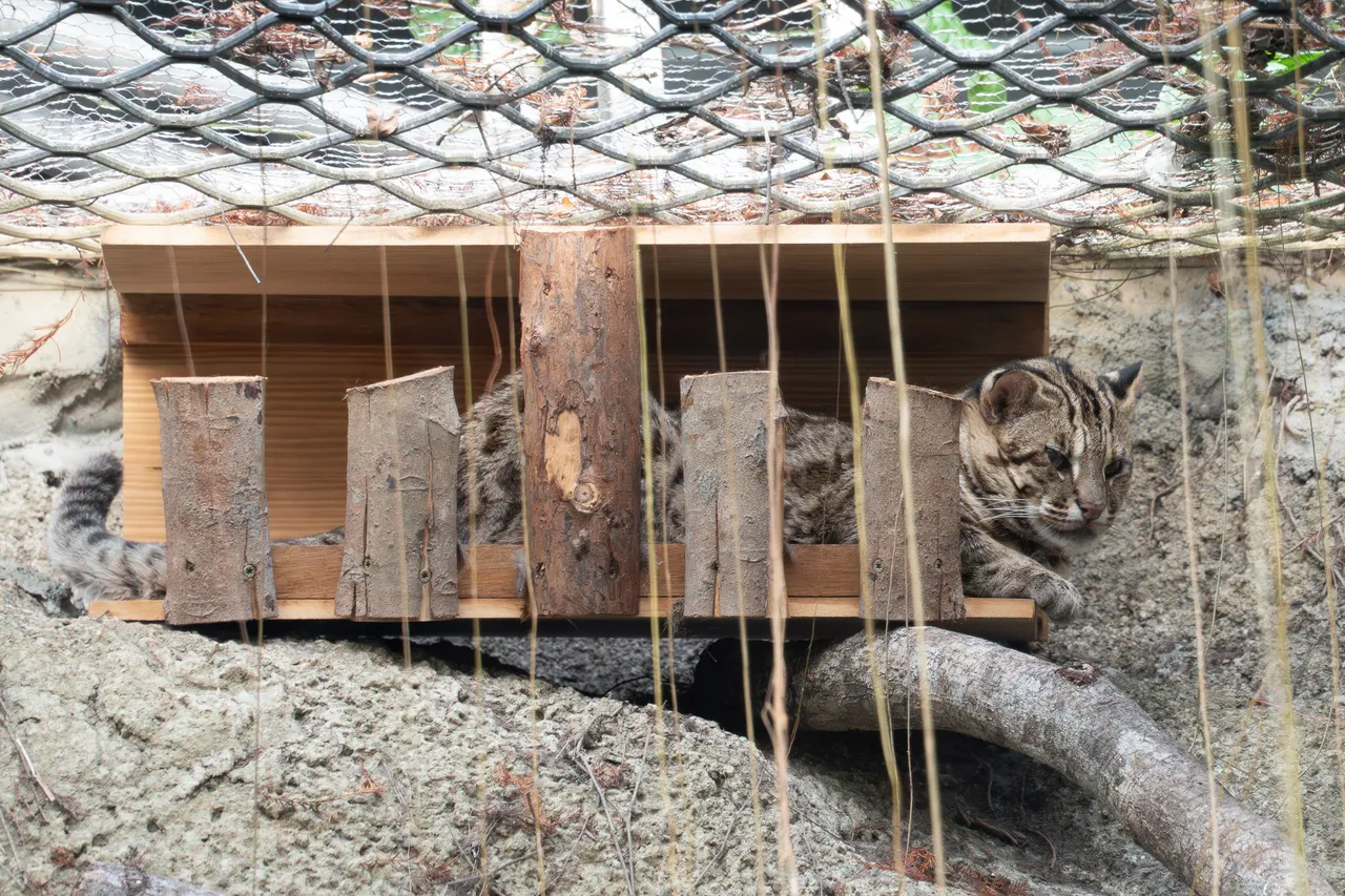 「阿给」疑遭非法饲养失去野性，在淡水被发现后进入收容体系。台北市立动物园提供