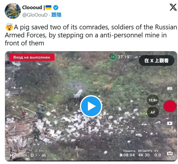 乌克兰方面贴出影片并呛声，，这只猪救了牠的2位「同志」。翻摄x@GloOouD