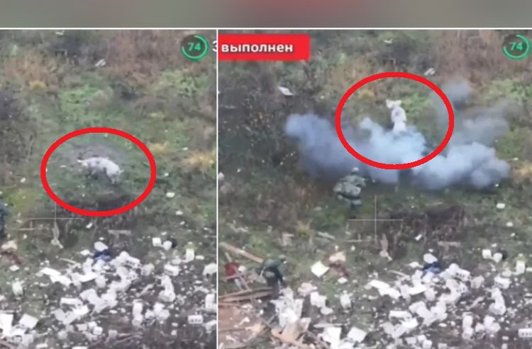 豬的報恩?自踩地雷肉身救2俄軍 爆炸畫面及牠的下場曝光