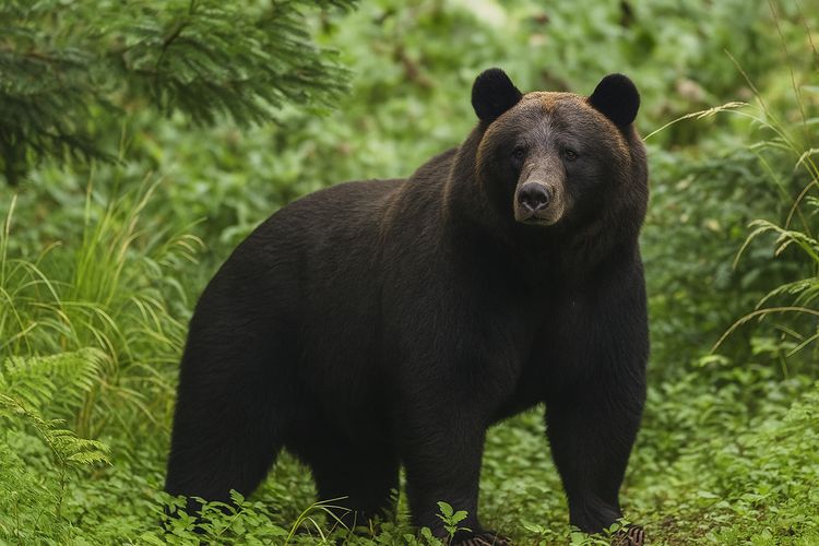 再兩人受傷!一對到眼就追咬 3頭黑熊小學周圍散步