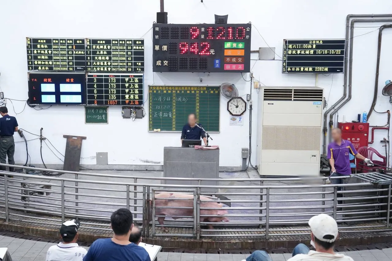 大安肉品市场上午恢复猪只拍卖。市府提供