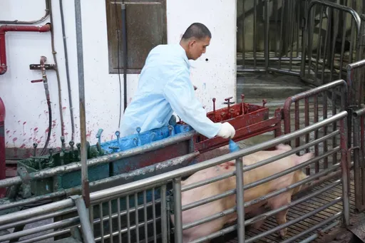 豬隻恢復拍賣！肉品市場成交價微漲　彰化拍出每公斤116元高價