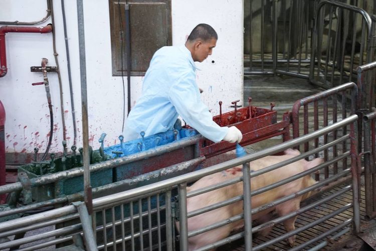 豬隻恢復拍賣!肉品市場成交價微漲 彰化拍出每公斤116元高價