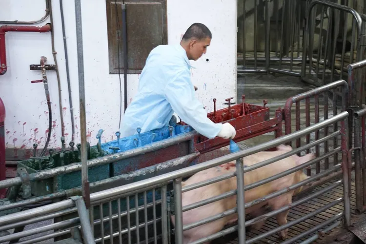 台中大安肉品市场上午恢复活猪拍卖，市场交易热络，价格比疫情前微幅上涨。市府提供