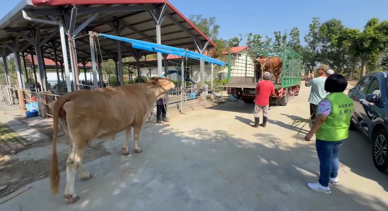 牛儿搭专车到达「老牛的家」，就有其他牛儿前来迎接。读者提供