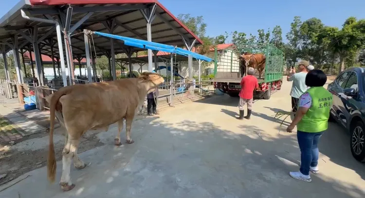 牛兒搭專車到達「老牛的家」，就有其他牛兒前來迎接。讀者提供