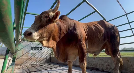 南投牛儿新家在这！今搭专车抵南市　非「台南牛」入住创先例