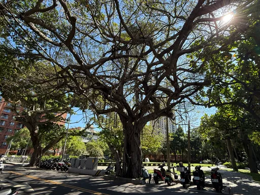 保障市民用路安全　竹市世界街启动危树移除作业