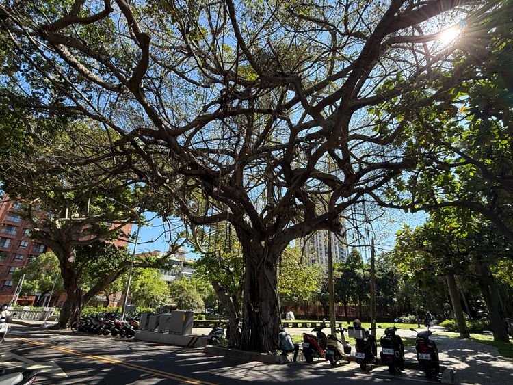 保障市民用路安全 竹市世界街啟動危樹移除作業
