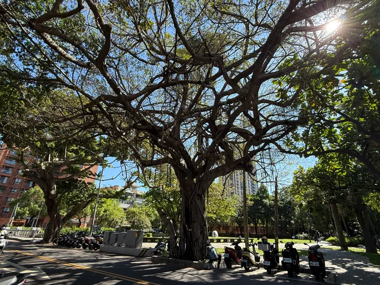 竹市世界街危树即将移除。新竹市府提供