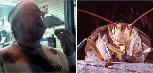 32歲男參加驚悚「生吞活蟑螂」賽　蟲屍卡呼吸道窒息身亡