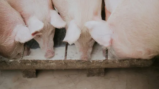 擅清消非洲豬瘟案場恐致偽陰性　中市府：嚴懲動保處人員