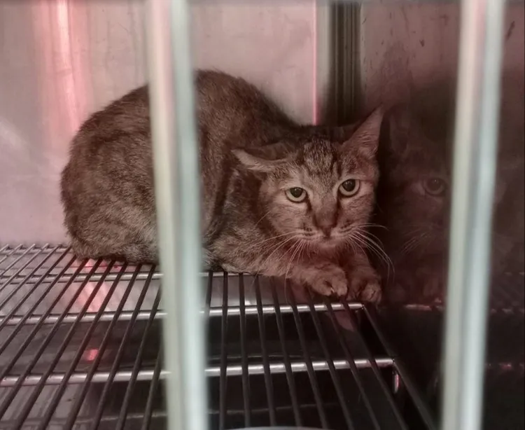 「魷魚哥」經過治療後恢復健康，迎來正常生活，將靜待有緣人認養。動保處提供