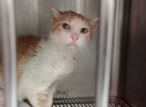 三峽「魷魚哥」蜷縮不食體重掉被通報　動保獸醫揪「病根」竟3成入所貓咪都會中　