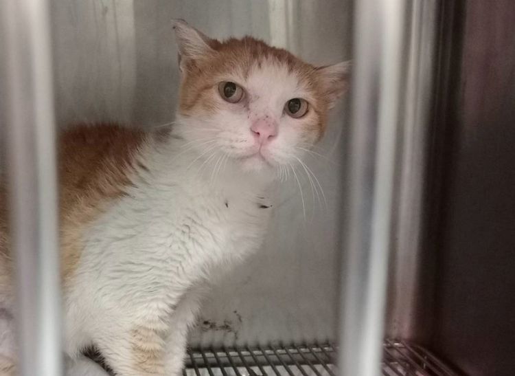 三峽「魷魚哥」蜷縮不食體重掉被通報 動保獸醫揪「病根」竟3成入所貓咪都會中