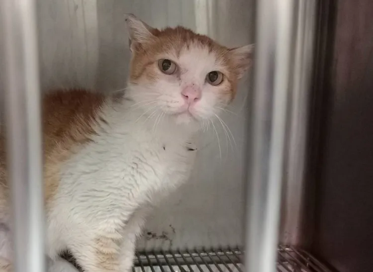 通報救援的流浪貓「魷魚哥」，因口炎疼痛不願進食日漸消瘦，所幸被好心人士通報救援，經獸醫師細心治療後，在醫療中心恢復中。動保處提供