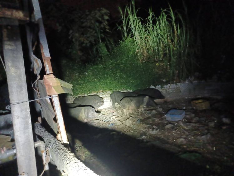 台中山區私養山豬遭舉發　環境糞便採樣初篩結果出爐